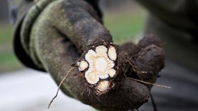 Schnittgut. Alles aus dem Garten: Herbststauden, Schwarzwurz, Schafgarbe Schnittgut. Alles aus dem Garten: Herbststauden, Schwarzwurz, Schafgarbe