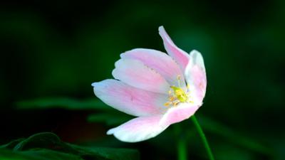 Schnittgut. Alles aus dem Garten: Schnittgut, 08.04.26: Buschwindröschen
