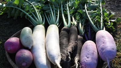 Schnittgut. Alles aus dem Garten: Schnittgut, 09.04.26: Rettich