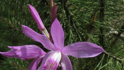 Schnittgut. Alles aus dem Garten: Gartenorchideen, Schädlinge, Eisenholzbaum