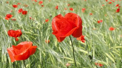 Schnittgut. Alles aus dem Garten: Schnittgut, 10.06.26: Mohn