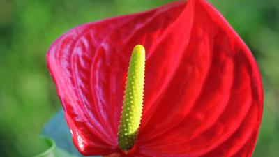 Schnittgut. Alles aus dem Garten: Einblatt, lernende Pflanzen, Gartengeräte-Doktor