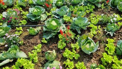 Schnittgut. Alles aus dem Garten: Schnittgut, 09.05.25: Gemüsebeet