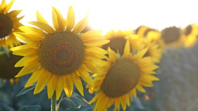 Schnittgut. Alles aus dem Garten: Schnittgut, 11.08.26: Sonnenblumen