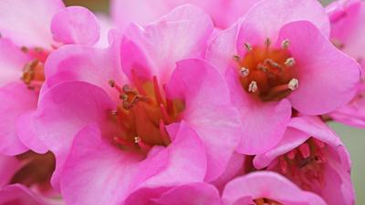 Schnittgut. Alles aus dem Garten: Tulpenbeet, Bergenie, Pflanzen-App