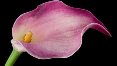 Schnittgut. Alles aus dem Garten: Einblatt, lernende Pflanzen, Gartengeräte-Doktor