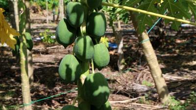 Schnittgut. Alles aus dem Garten: Schnittgut, 14.11.25: Papaya