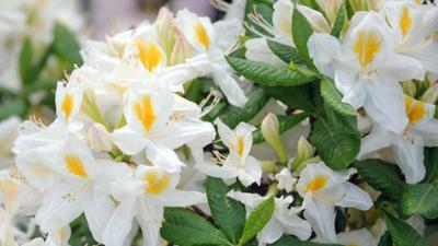 Schnittgut. Alles aus dem Garten: Azaleen, Gartengeräte, Alternativen zum Buchs