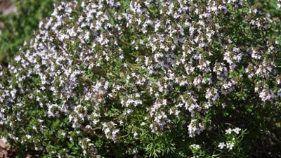 Schnittgut. Alles aus dem Garten: Schnittgut, 15.07.26: Thymian als Rasenersatz