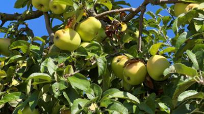 Schnittgut. Alles aus dem Garten: Schnittgut, 15.10.25: Alte Apfelsorten gegen Allergien