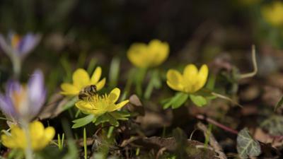 Schnittgut. Alles aus dem Garten: Schnittgut, 16.03.26: Insektenfreundliche Frühlingsblüher