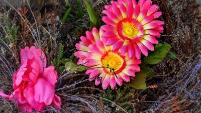 Schnittgut. Alles aus dem Garten: Schnittgut, 16.07.25: Gerbera