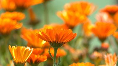 Schnittgut. Alles aus dem Garten: Schnittgut, 16.09.25: Herbstblüher
