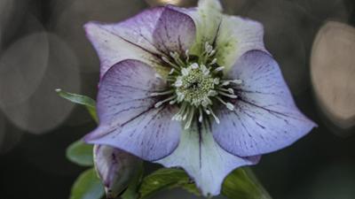 Schnittgut. Alles aus dem Garten: Schnittgut, 16.12.25: Christrosen