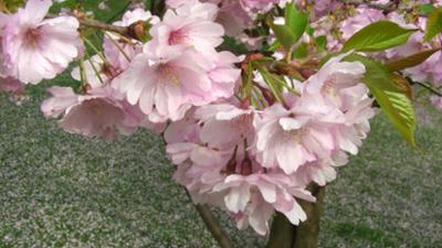 Schnittgut. Alles aus dem Garten: Frühblühende Gehölze, Minigewächshäuser, Garten im Winter