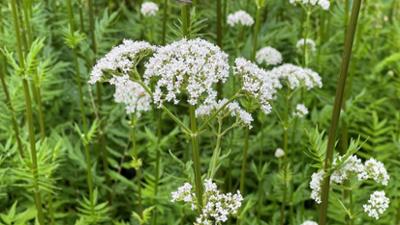 Schnittgut. Alles aus dem Garten: Schnittgut, 17.07.25: Beruhigende Pflanzen Schnittgut. Alles aus dem Garten: Schnittgut, 17.07.25: Beruhigende Pflanzen