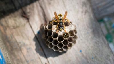 Schnittgut. Alles aus dem Garten: Schnittgut, 17.09.25: Wespennest