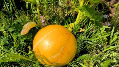 Schnittgut. Alles aus dem Garten: Schnittgut, 17.09.26: Kürbisse