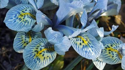 Schnittgut. Alles aus dem Garten: Schnittgut, 18.03.26: Zarte Blüten
