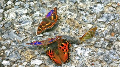 Schnittgut. Alles aus dem Garten: Schnittgut, 18.06.26: Schmetterlingsgarten