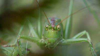 Schnittgut. Alles aus dem Garten: Schnittgut, 18.08.26: Tiere und Insekten ganz nah
