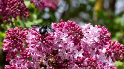 Schnittgut. Alles aus dem Garten: Schnittgut, 19.05.26: Fliedergarten