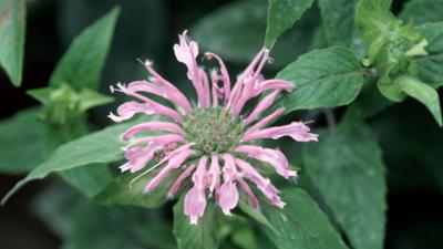 Schnittgut. Alles aus dem Garten: Schnittgut, 19.09.25: Monarden