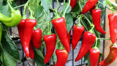 Schnittgut. Alles aus dem Garten: Schnittgut, 20.04.26: Nachtschattengewächse