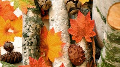 Schnittgut. Alles aus dem Garten: Schnittgut, 20.10.25: Herbstdeko Schnittgut. Alles aus dem Garten: Schnittgut, 20.10.25: Herbstdeko