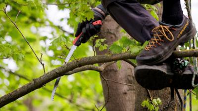 Schnittgut. Alles aus dem Garten: Schnittgut, 21.01.26: Obstbaumschnitt