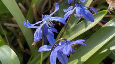 Schnittgut. Alles aus dem Garten: Blausternchen, Frühlingsfloristik, Maulwürfe Schnittgut. Alles aus dem Garten: Blausternchen, Frühlingsfloristik, Maulwürfe