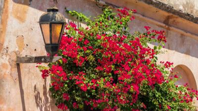 Schnittgut. Alles aus dem Garten: Schnittgut, 22.07.25: Bougainvillea Schnittgut. Alles aus dem Garten: Schnittgut, 22.07.25: Bougainvillea