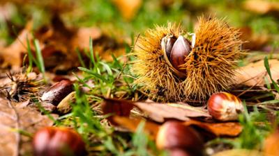 Schnittgut. Alles aus dem Garten: Schnittgut, 21.10.25: Esskastanien