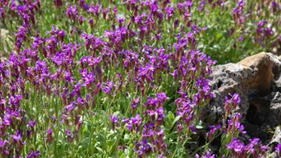 Schnittgut. Alles aus dem Garten: Schnittgut, 22.06.26: Steingarten