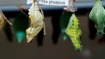 Schnittgut. Alles aus dem Garten: Schmetterlingszucht Dauerblüher, Lagerstroemia, Rettich Schnittgut. Alles aus dem Garten: Schmetterlingszucht Dauerblüher, Lagerstroemia, Rettich