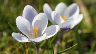 Schnittgut. Alles aus dem Garten: Schnittgut, 22.09.25: Frühjahrsblüher pflanzen