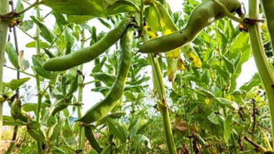 Schnittgut. Alles aus dem Garten: Schnittgut, 23.07.25: Hydrokultur