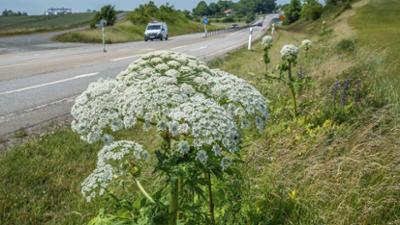 Schnittgut. Alles aus dem Garten: Schnittgut, 23.07.26: Riesenbärenklau