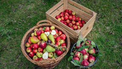 Schnittgut. Alles aus dem Garten: Schnittgut, 23.10.25: Apfelsorten Schnittgut. Alles aus dem Garten: Schnittgut, 23.10.25: Apfelsorten
