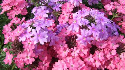 Schnittgut. Alles aus dem Garten: Schnittgut, 24.07.25: Phlox