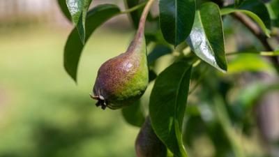 Schnittgut. Alles aus dem Garten: Schnittgut, 24.08.26: Birnen