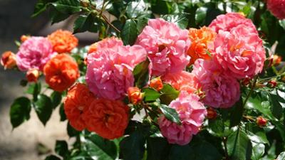 Schnittgut. Alles aus dem Garten: Schnittgut, 24.09.25: Rosengarten