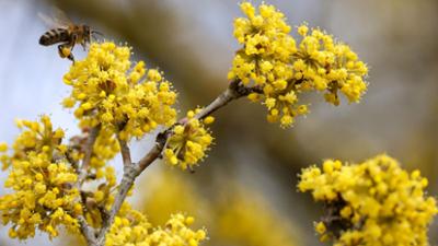 Schnittgut. Alles aus dem Garten: Schnittgut, 25.03.26: Bienenfreundliche Frühblüher