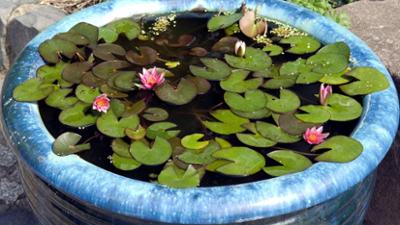Schnittgut. Alles aus dem Garten: Schnittgut, 25.07.25: Miniteiche Schnittgut. Alles aus dem Garten: Schnittgut, 25.07.25: Miniteiche