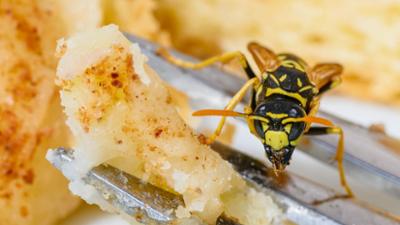 Schnittgut. Alles aus dem Garten: Schnittgut, 25.08.25: Aggressive Wespen im Spätsommer