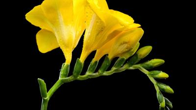 Schnittgut. Alles aus dem Garten: Zimmerpflanzen XXL, Anthurien, Süßkartoffeln