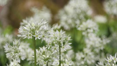 Schnittgut. Alles aus dem Garten: Schnittgut, 26.03.26: Bärlauch