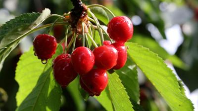 Schnittgut. Alles aus dem Garten: Schnittgut, 26.06.26: Obstgarten-Paradies