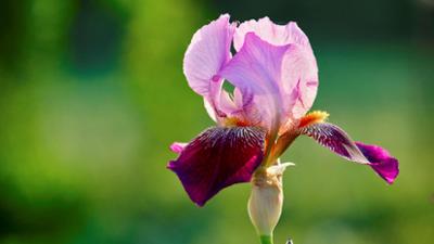 Schnittgut. Alles aus dem Garten: Schnittgut, 26.09.25: Bartblumen