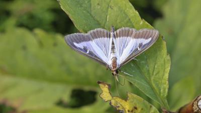 Schnittgut. Alles aus dem Garten: Schnittgut, 27.07.26: Hilfe bei Giersch und Zünsler